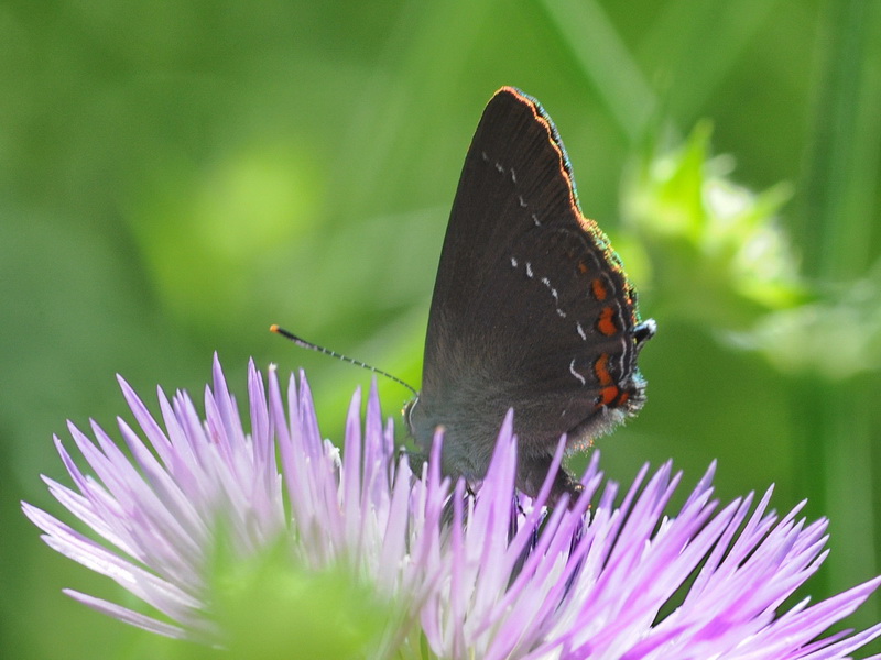 Satyrium ilicis ??